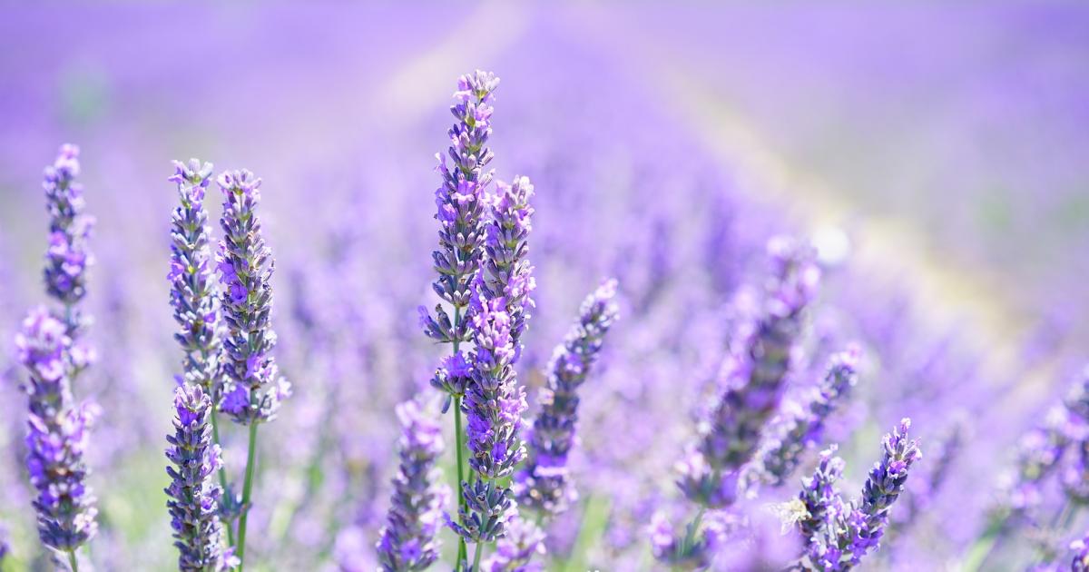 Notre secret pour un sommeil rapide : l'oreiller de lavande